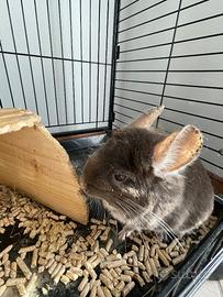 Cincillà con gabbia