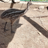 Emu cucciolo