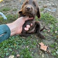 Cuccioli Restone Tartufo