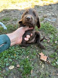 Cuccioli Restone Tartufo