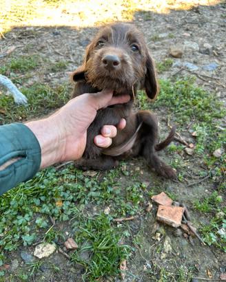 Cuccioli Restone Tartufo