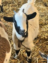 Capretta gravida e capretto maschio tibetani