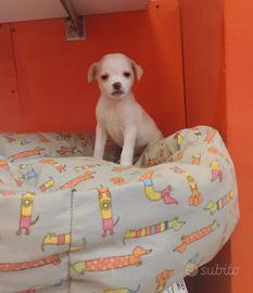 Chihuahua Mix Maschietto
