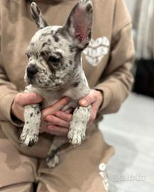 Cuccioli di bulldog francesi merle M e F