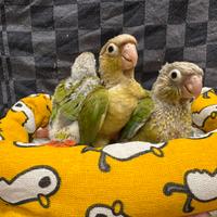 Pappagalli Pyrrhura allevati a mano