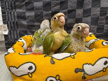 Pappagalli Pyrrhura allevati a mano