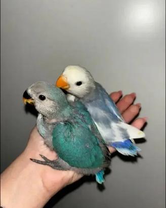 Inseparabili allevati a mano