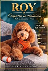 Barboncino