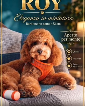 Barboncino