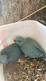 Parrocchetto dal collare blu