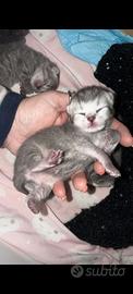 Gatti scottish
