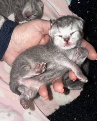 Gatti scottish