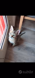 Gattino tigrato coccolone