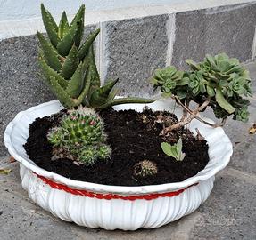Composizione cactus, piante grasse e succulente