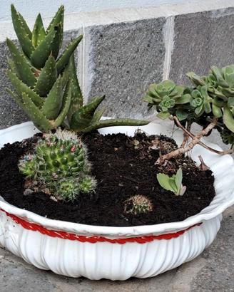 Composizione cactus, piante grasse e succulente