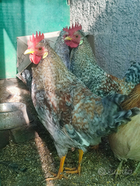 Galli legbar di 6 mesi