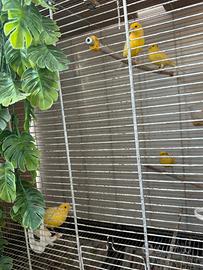 Canarini da canto malinois