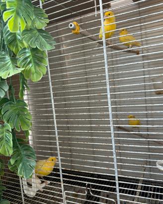 Canarini da canto malinois