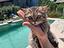 Immagine 4
