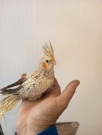 Pappagalli allevati a mano