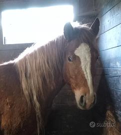 Puledra 3 anni franches montagnes x avellignese