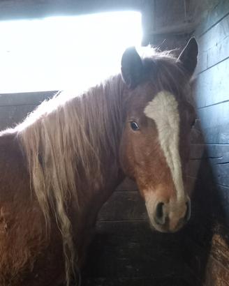 Puledra 3 anni franches montagnes x avellignese