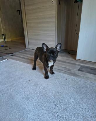Bulldog francese