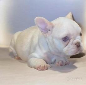 Cuccioli di bulldog francese Isabella