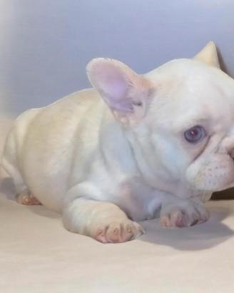 Cuccioli di bulldog francese Isabella