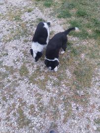 Cuccioli border collie