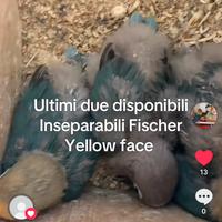 Pappagalli inseparabili Fischer pulli