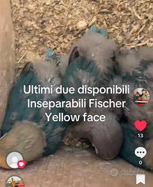 Pappagalli inseparabili Fischer pulli