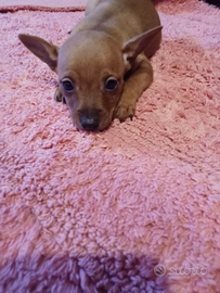 Pinscher femmina 2 mesi