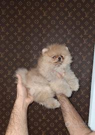 Spitz pomerania