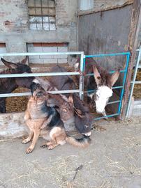 Asinelli da compagnia