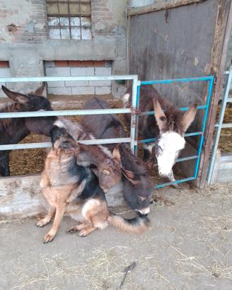 Asinelli da compagnia