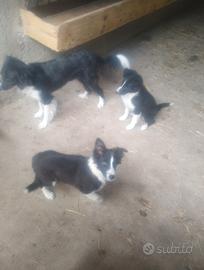 Cuccioli di border collie