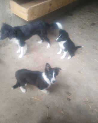 Cuccioli di border collie
