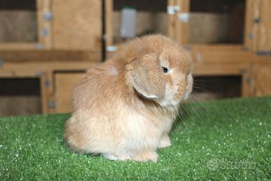 Coniglio nano minilop e ariete