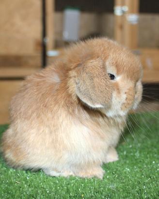 Coniglio nano minilop e ariete