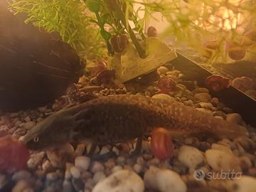 Salamandra