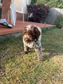Cane da tartufo lagotto