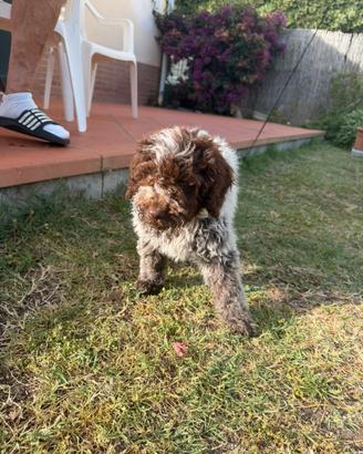 Cane da tartufo lagotto