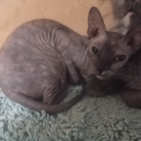 Don sphynx giovane gattina