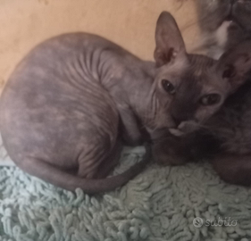 Don sphynx giovane gattina