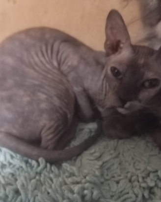 Don sphynx giovane gattina