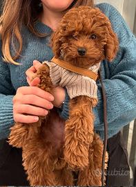 Barboncino toy maschio con pedigree