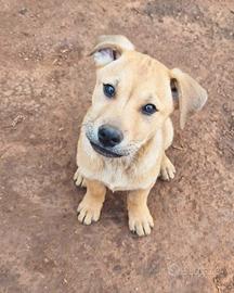 Trustan dagli occhi dolci in adozione