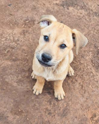 Trustan dagli occhi dolci in adozione