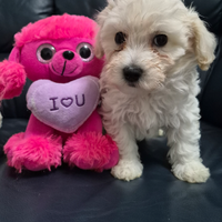 Maltipoo femina